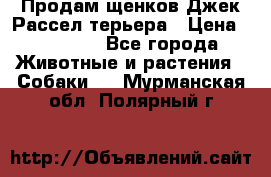 Продам щенков Джек Рассел терьера › Цена ­ 25 000 - Все города Животные и растения » Собаки   . Мурманская обл.,Полярный г.